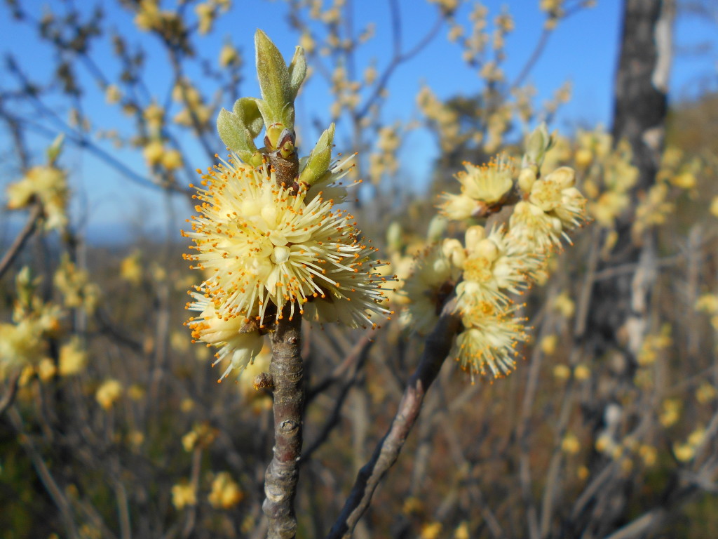 Horse Sugar - symplocos tinctoria