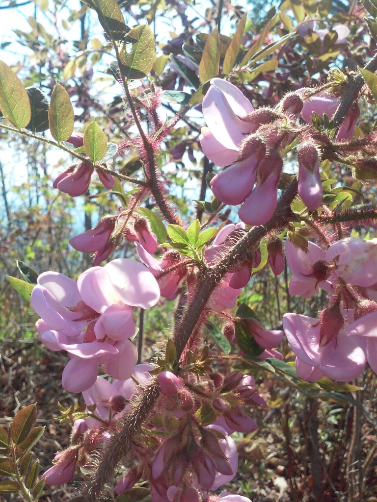 bristly locust - robinia hispida