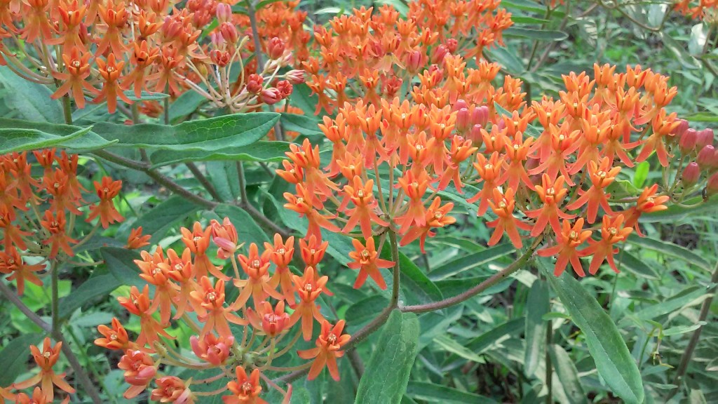 butterfly weed-pleurisy root - asclepias tuberosa