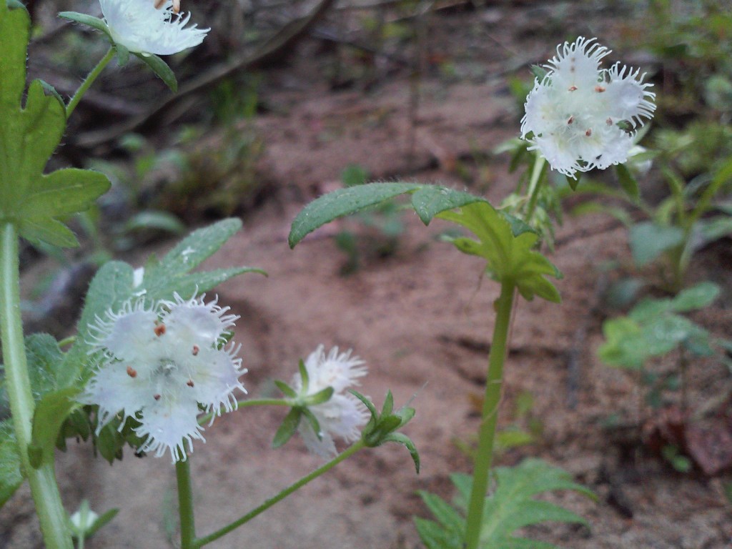 fringed phacelia - phacelia fimbriata