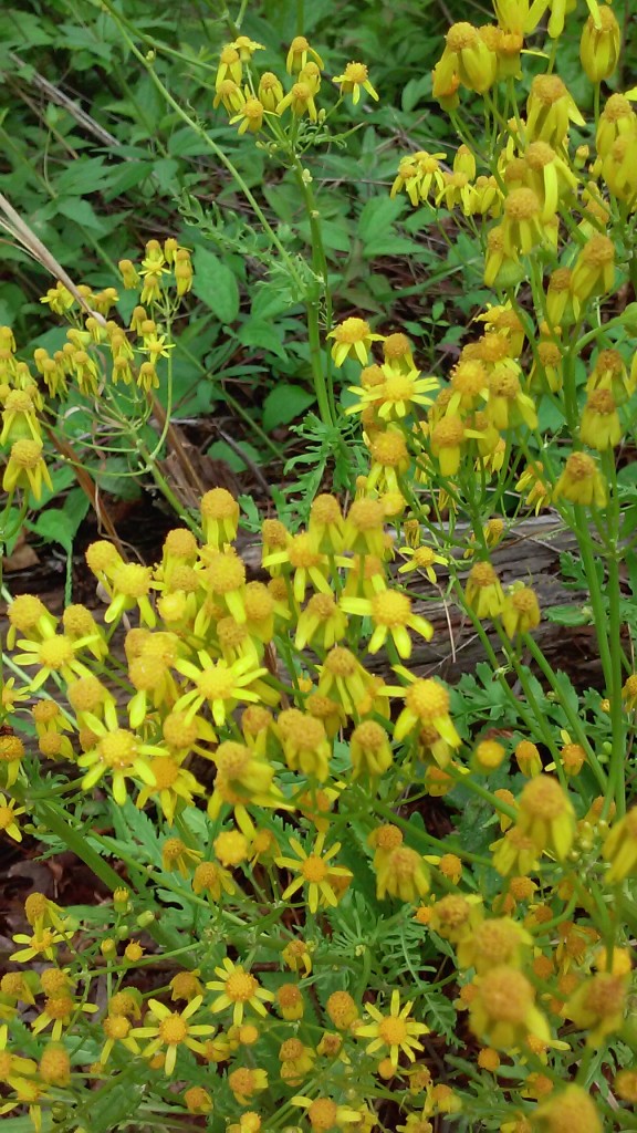 golden ragwort-squaw weed- life root - senecio aureus