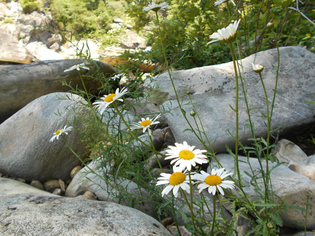 ox eye daisy-daisy - chrysanthemum leucanthemum