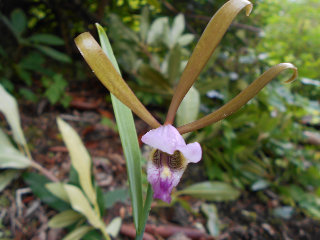 rosebud orchid - cleistes divaricata