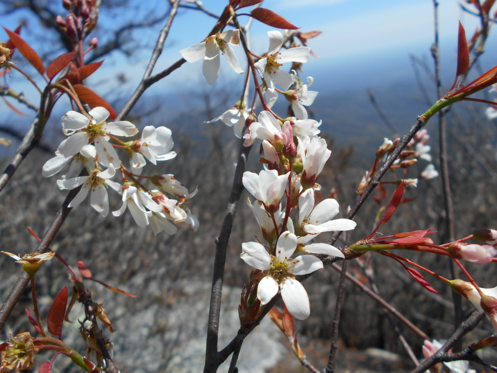 service berry - amelanchier arbrea