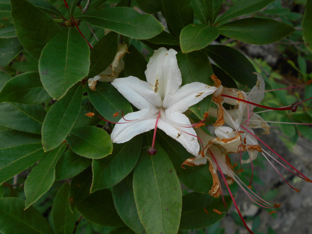 sweet azalea - rhododendron arborescens