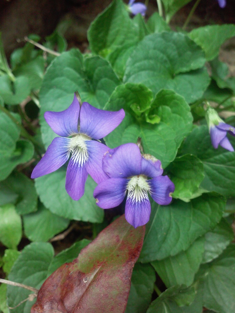 violet common - viola papilionacea