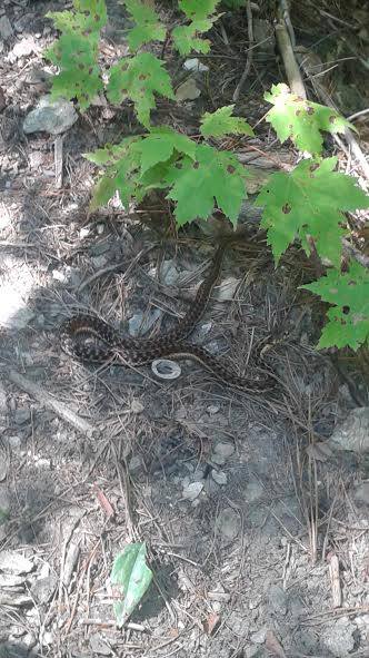 Eastern Garter Snake (Thamnophis sirtalis sirtalis) Linville Gorge