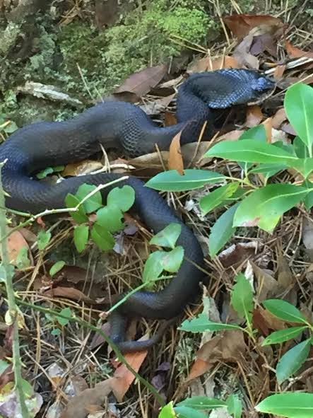 Eastern Hognose Snake (Heterodon platirhinos) Linville Gorge