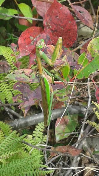 praying mantis Linville Gorge