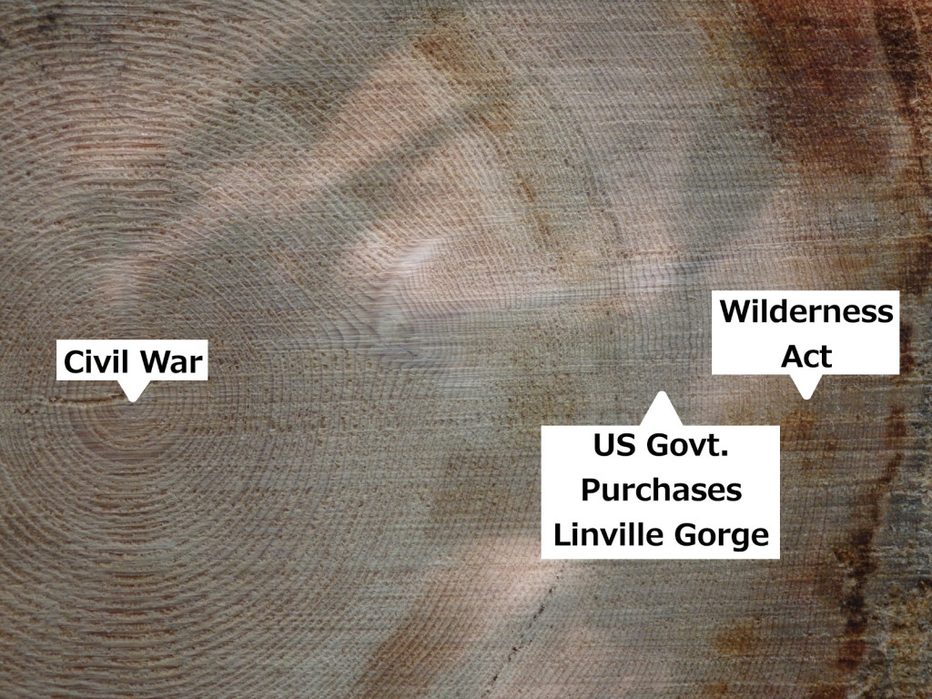 Hemlock tree rings. Linville Gorge.