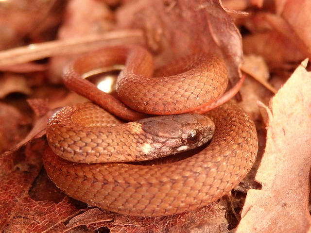 Storeria occipitomaculata (redbelly snake) linville gorge
