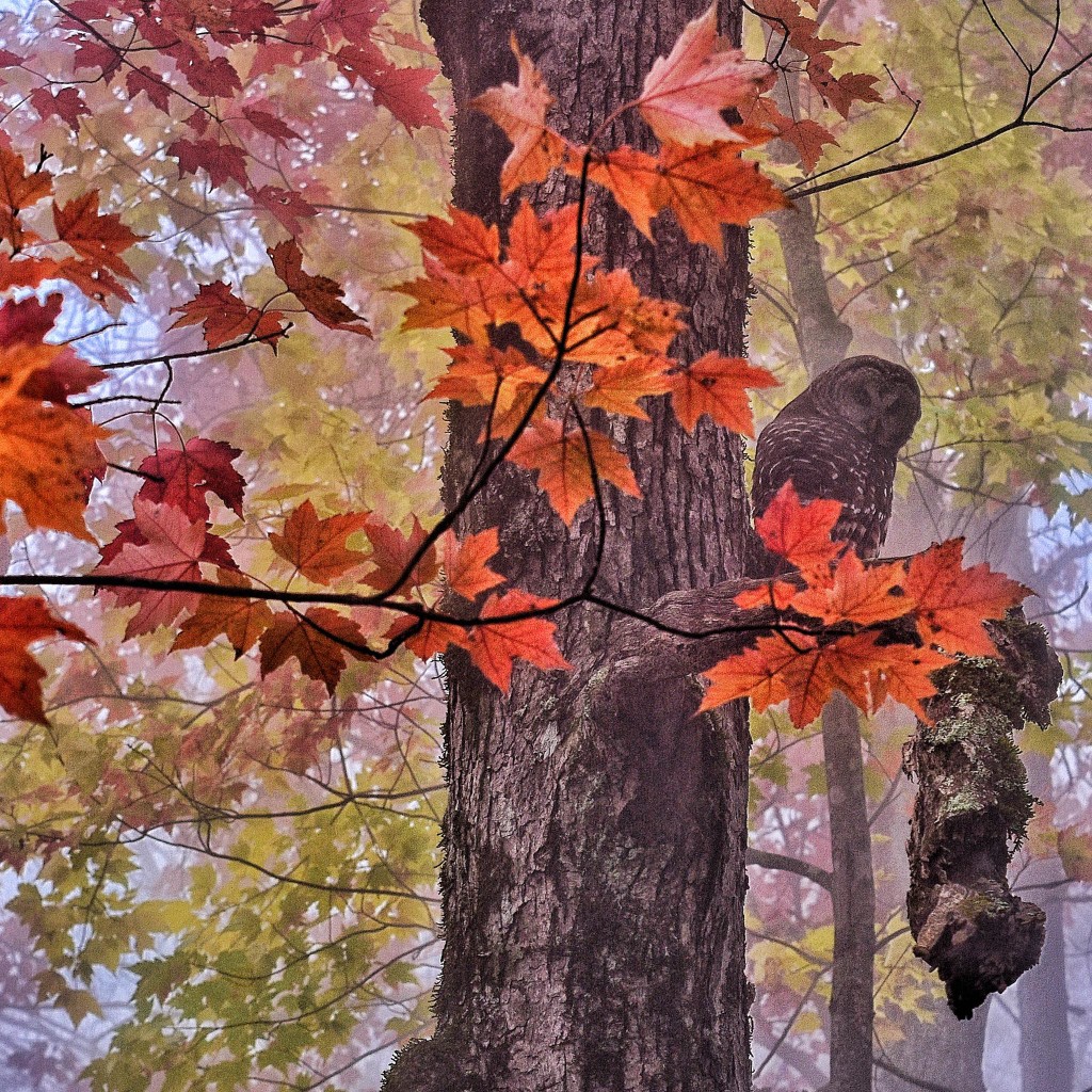 Barred Owl at Wiseman's View, Linville Gorge. (Photo: Kim Fitzpatrick)