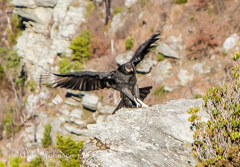 Black Vulture (Photo: Alan Johnson)