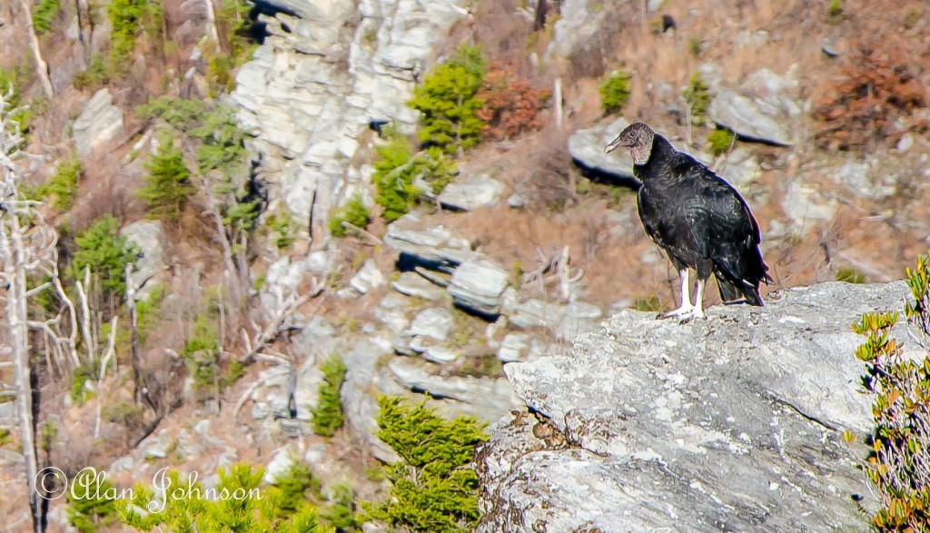 Black Vulture (Photo: Alan Johnson)