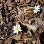 Sanguinaria canadensis (bloodroot) in Linville Gorge (Photo: William Faulkner)