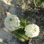 Xerophyllum asphodeloides (turkey beard) in Linville Gorge. (Photo: William Faulkner)