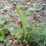 Xerophyllum asphodeloides (turkey beard)