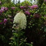 Xerophyllum asphodeloides (turkey beard) in front of Rhododendron carolinianum (punctatum) in Linville Gorge. (Photo: Kevin Massey)