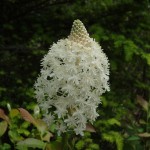 Xerophyllum asphodeloides (turkey beard)