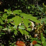 Leucothoe fontanesiana (doghobble) in Linville Gorge. (Photo: Kevin Massey)