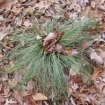 Xerophyllum asphodeloides (turkey beard) in Linville Gorge. (Photo: Kevin Massey)