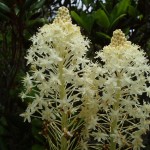 Xerophyllum asphodeloides (turkey beard) in Linville Gorge. (Photo: Kevin Massey)