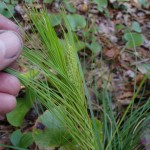 Xerophyllum asphodeloides (turkey beard) in Linville Gorge. (Photo: Kevin Massey)