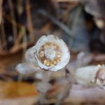 Monotropa uniflora (Indian pipe)