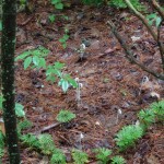 Monotropa uniflora (Indian pipe) in Linville Gorge. (Photo: Jonathan Massey)