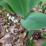 Convallaria majuscula (American lily of the valley) in Linville Gorge. (Photo: Nicholas Massey)