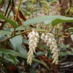 Leucothoe fontanesiana (doghobble) in Linville Gorge. (Photo: Nicholas Massey)