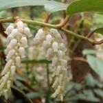 Leucothoe fontanesiana (doghobble) in Linville Gorge. (Photo: Nicholas Massey)