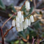 Eubotrys recurva (redtwig doghobble) in Linville Gorge. (Photo: Nicholas Massey)