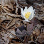 Sanguinaria canadensis (bloodroot) in Linville Gorge. (Photo: Kevin Massey)