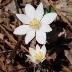 Sanguinaria canadensis (bloodroot) in Linville Gorge. (Photo: Kevin Massey)