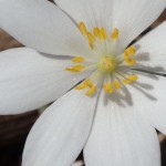Sanguinaria canadensis (bloodroot) in Linville Gorge. 