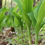 Convallaria majuscula (American lily of the valley) in Linville Gorge. (Photo: Kevin Massey)