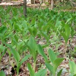 Convallaria majuscula (American lily of the valley) in Linville Gorge. (Photo: Kevin Massey)