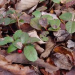 Gaultheria procumbens (eastern teaberry) in Linville Gorge. (Photo: Kevin Massey)