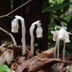 Monotropa uniflora (Indian pipe) in Linville Gorge. (Photo: Kevin Massey)