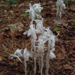 Monotropa uniflora (Indian pipe)