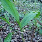 Convallaria majuscula (American lily of the valley) in Linville Gorge.  (Photo: Kevin Massey)