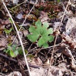 Sanguinaria canadensis (bloodroot) in Linville Gorge. (Photo: Kevin Massey)