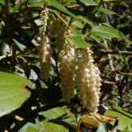 Leucothoe fontanesiana (doghobble) in Linville Gorge. (Photo: Kevin Massey)