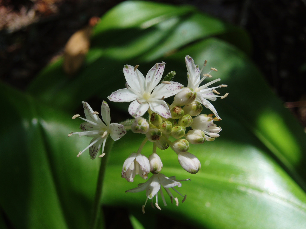 Clintonia umbellulata (speckled wood lily) in Linville Gorge. (Photo: Kevin Massey)