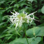 Monarda clinopodia (white bergamot) in Linville Gorge. (Photo: Nicholas Massey)