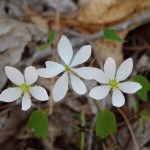 Thalictrum thalictroides (rue anemone) in Linville Gorge. (Photo: Nicholas Massey)