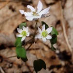 Thalictrum thalictroides (rue anemone)