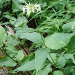 Monarda clinopodia (white bergamot) in Linville Gorge. (Photo: Nicholas Massey)