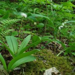 Clintonia umbellulata (speckled wood lily) and Convallaria majuscula (American lily of the valley) in Linville Gorge. (Photo: Kevin Massey)